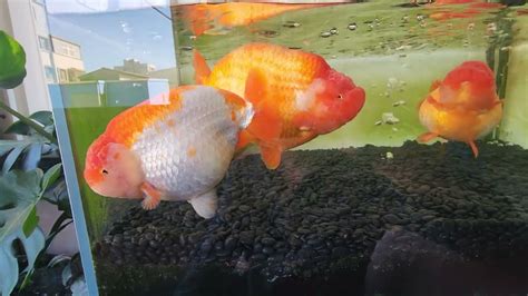 蘭壽金魚飼養方法|金魚飼養新手入門：8個金魚飼養技巧大公開（新手必。